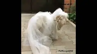 Arabian Goat Food #dubaiuk01 #automobile #travel #emiratesloves #viral