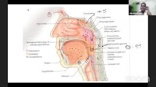 45 Days To MBBS Finals Intensive Revision Series Live Class Anatomy about HEAD & NECK by Dr. Ankit
