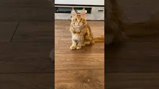 Мейн-кун котик Орфеус🤗возраст 5 месяцев
