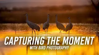 Bird Photography: Capturing the Moment