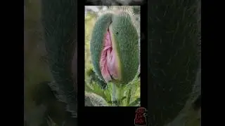 Fotografías CURIOSAS que tienes que ver prt1 😱
