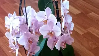 ДОМАШНЕЕ ЦВЕТЕНИЕ ОРХИДЕИ Салинас./ Розовое облачко из 26 цветов❗️😍//#orchids #orjidea