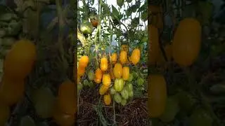 Томат ФИНИК ЖЕЛТЫЙ.