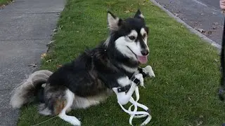 Dog born with deformed legs gets a fresh start