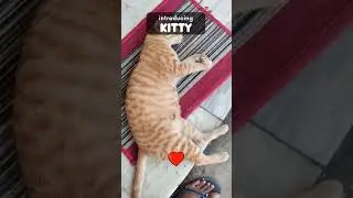 Meet My Adorable Kitty!