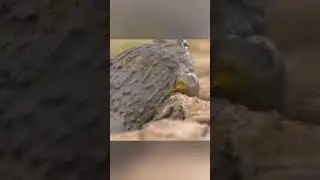 Marsh King African Burrowing Frog