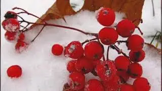Алексей Покровский -  Я красивых таких не видел