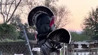 Gobblers Strutting on a Fence Post! Turkeys