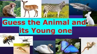 Animals and their Young One Test | Do you know Babies of Animal? | General Knowledge
