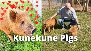Animals For The Homestead | KuneKune