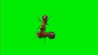 Green Screen Ant (free)
