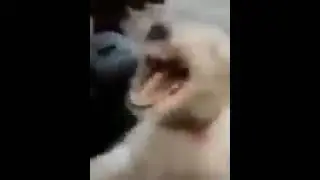 Cachorro Rindo Meme