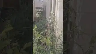 ЦВЕТЫ Играют в ПРЯТКИ/Ты не поверишь/ч.2