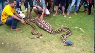 Ular pithon tertangkap setelah menerkam mangsa di mamuju
