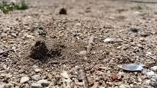 Жизнь муравьев 🐜