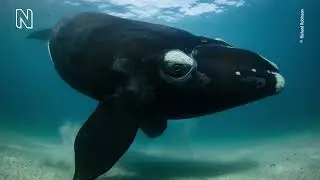 Wildlife Photographer of the Year at the Royal BC Museum
