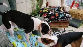 Count Droolsburg & Colton Dog Test