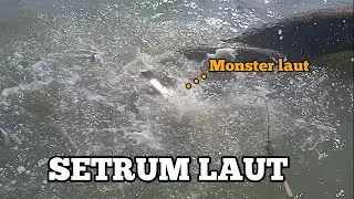 Setrum ikan khusus laut/muara 4travo