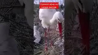 Аисты на березе 