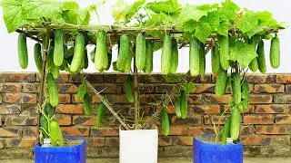 I've Tried An Easy Way To Grow Cucumbers That Produce A Lot Of Fruit