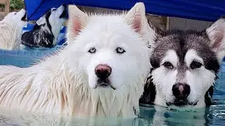 Malamute Jumps In Pool When He Hears Bath! Then Howls With Husky