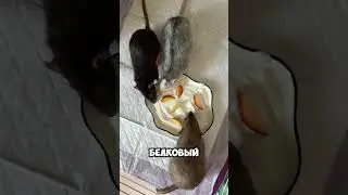 Что такое прикорм?