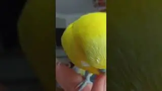 Muhabbet kuşu Paşa