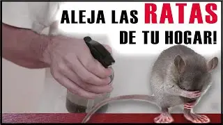 Homemade repellent to scare away rats and mice. IT WORKS!