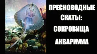Пресноводные Скаты: Почему Они Не Для Всех? 