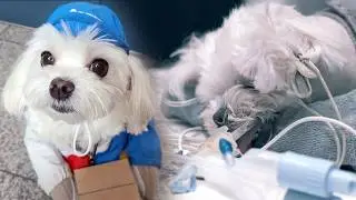 I hope there are no more abandoned children during the holidays (Delivery dog ​​Kyungtae Full Ver.)