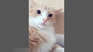 Tingkah laku kucing lucu yg Menggemaskan