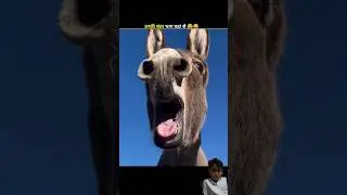 Funny movements for animals 😅😂 #amazingsfacts #comedy #funny #funnyefact