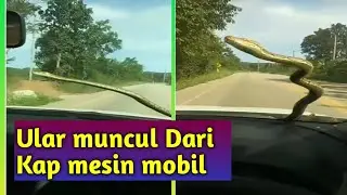 ngeri !!! ular tiba-tiba muncul dari kap mesin mobil
