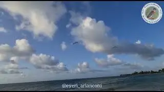 The pelican fishes / El pelícano pesca" 🐟🦤/ in Eyéri language / en lengua Eyéri