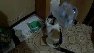 как мои кошки лакомятся рыбкой!