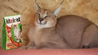 Шлепа рекламирует корм kitekat | Флупа | Энергия кота Бориса