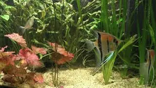 Scalar/angle fish/скалярии/большой аквариум