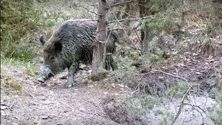 La Cricca della Pozza - Animali Selvatici Fototrappole