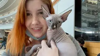 Meet MARU! Our New Sphynx Kitten!