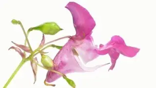 La Flor de Bach Impaciencia - Impatiens