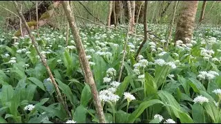 Плодородие земли в лесу. Собрала цветки черемши для салата