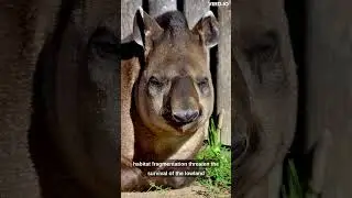 10 ANIMALS IN DANGER OF EXTINCTION