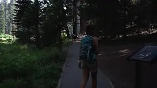 Sequoia | Kings Canyon National Parks | July 2018