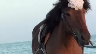 вечер на море прогулка на лошади красивое видео