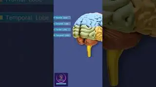 Inside the Brain - Brain Parts