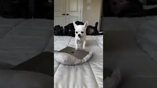 This dog just wants to be loved