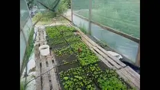 кассетная рассада.