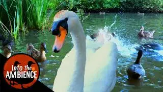 Ducks Feeding - Swans - Ducklings - Feeding the Ducks - Ducks on a Lake - Nature Relaxation Video