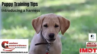 Introducing your puppy to a harness