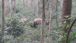 Elephant in sukna